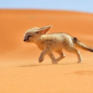 Meet your Posher, Morgan